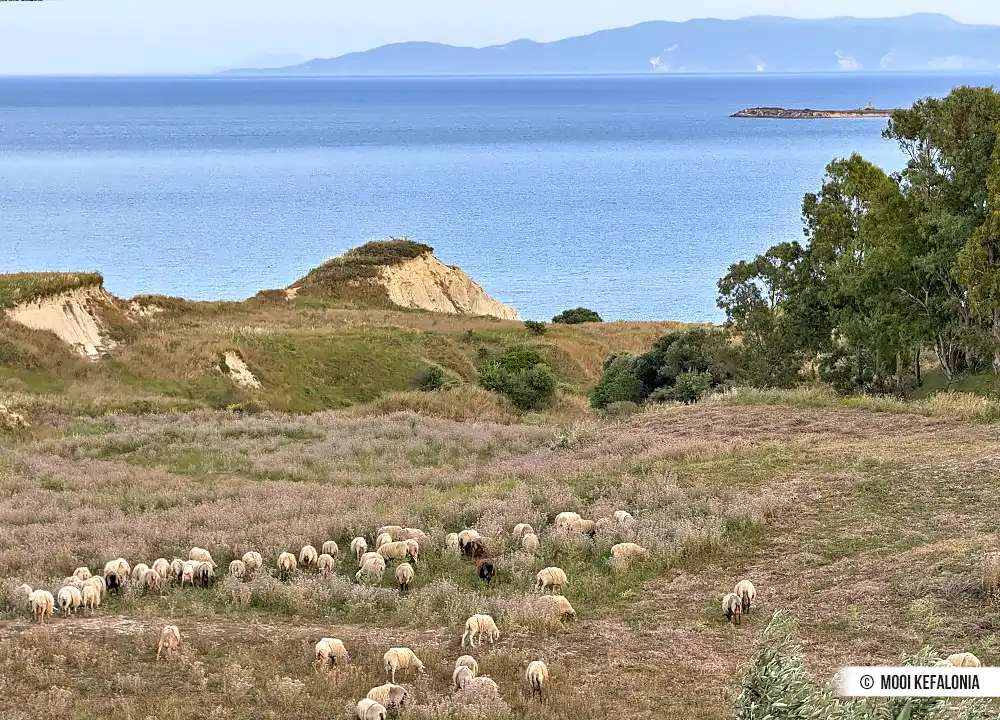 Schapen Kefalonia
