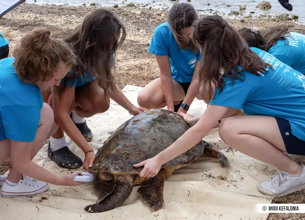 Zeeschildpad Kefalonia