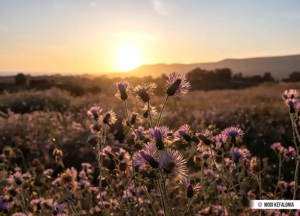 Zonsondergang Kefalonia