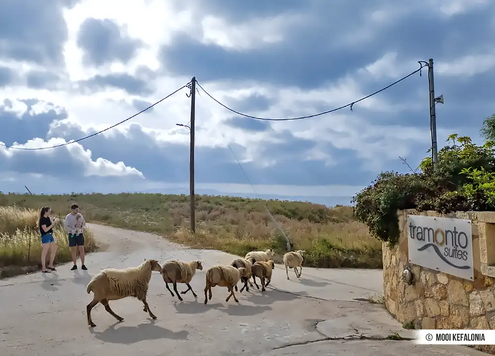 Schapen Kefalonia